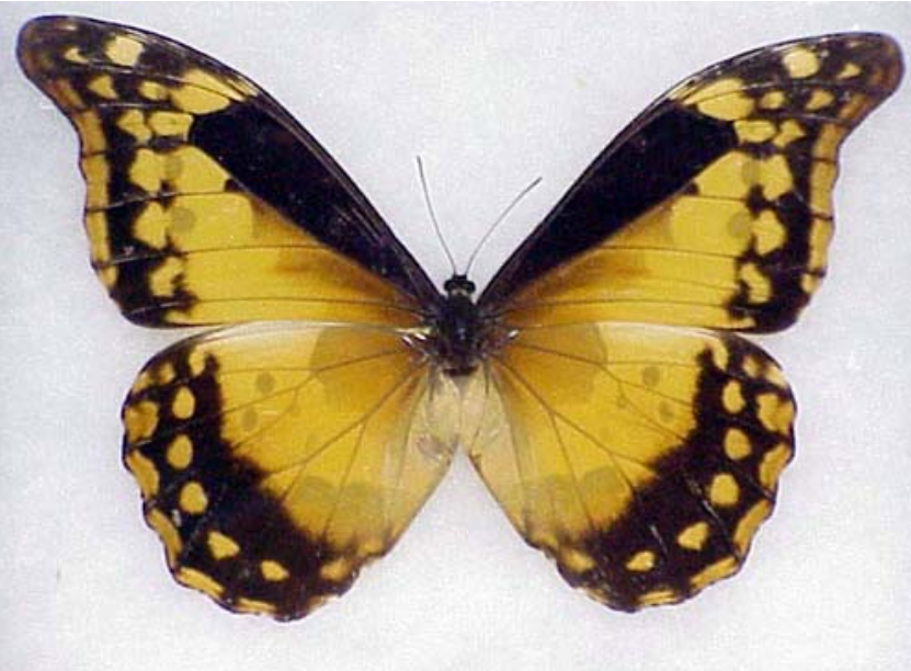 光明女神闪蝶雌蝶海伦娜闪蝶Morpho helena雌原蝶标本真蝴蝶标本