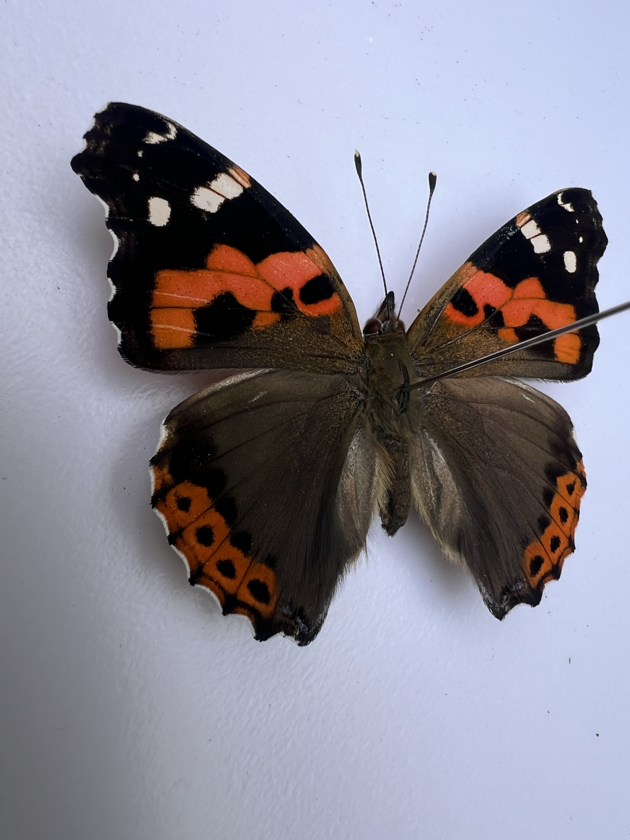 大红蛱蝶羽化品国产未展翅原蝶真蝴蝶标本a1/a1-2024.