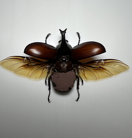 国产姬兜虫未整资原虫标本