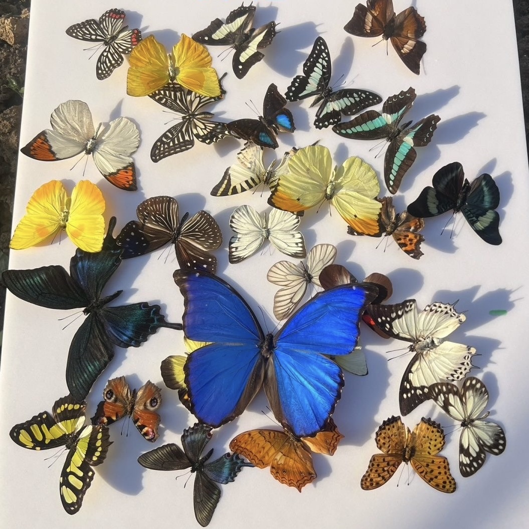 真蝴蝶标本未展翅原蝶手工