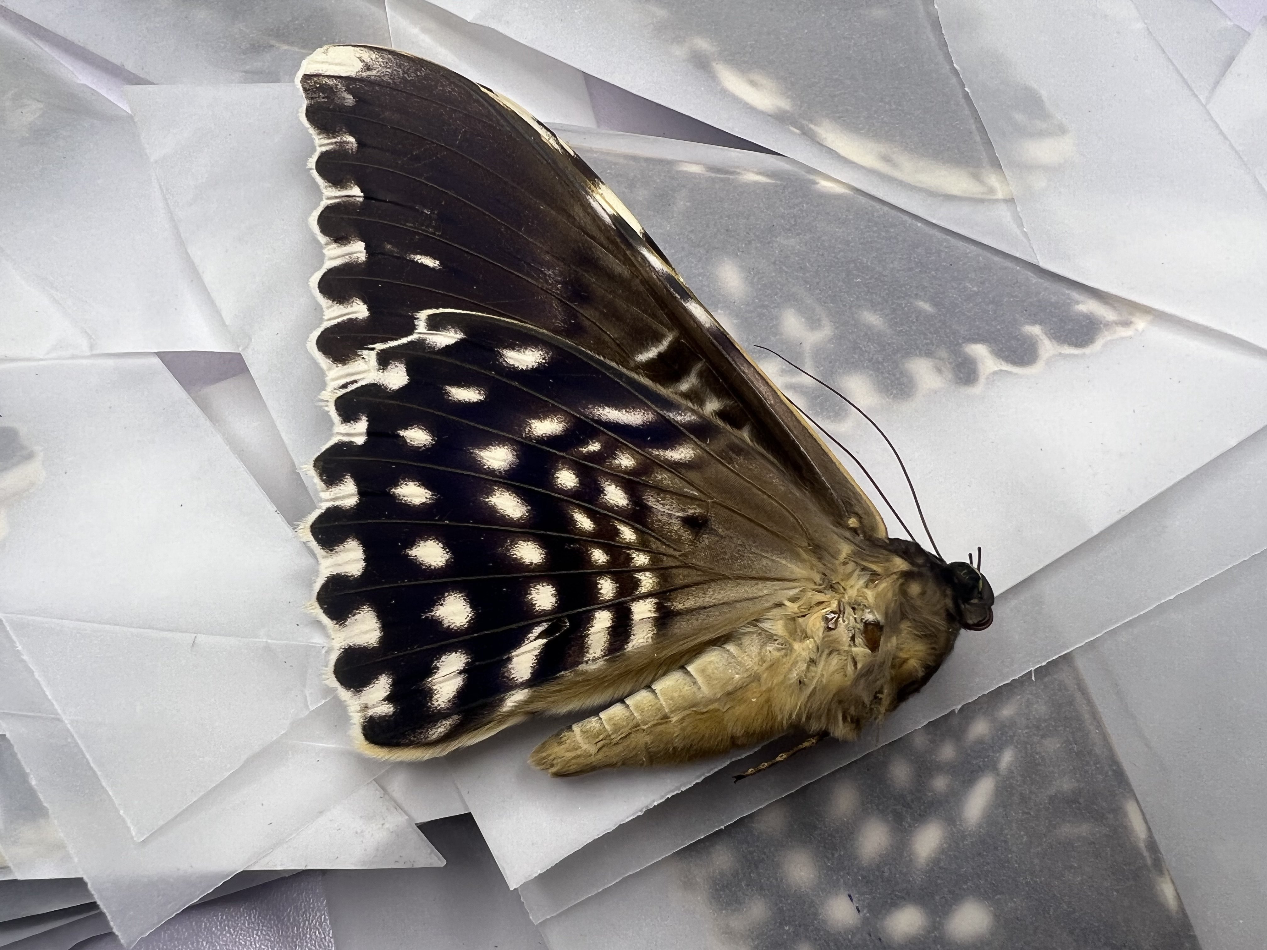 强喙夜蛾白女巫蛾thysaniaagrippina蛾子真昆虫标本进口标本