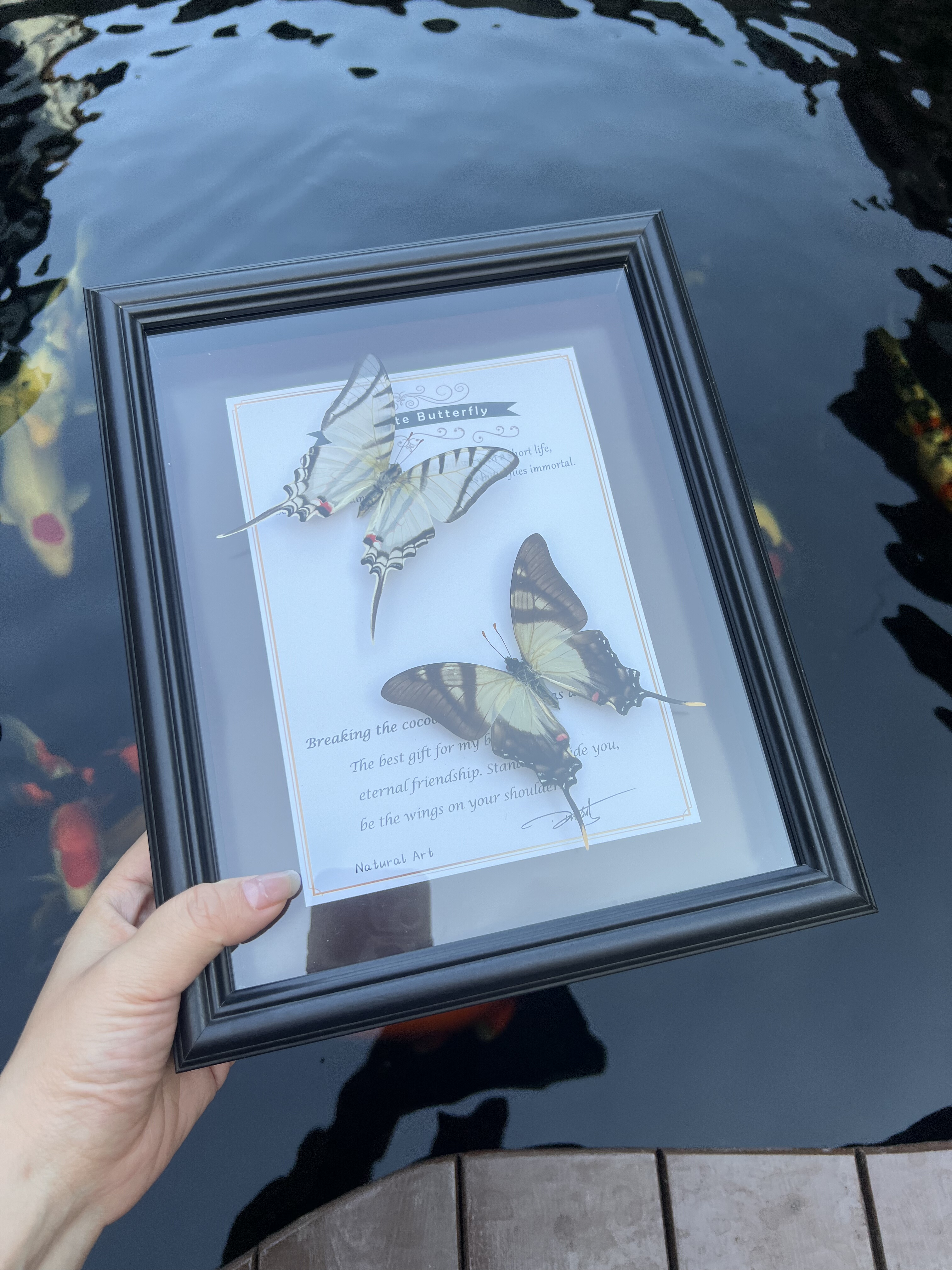 海神阔凤蝶和横阔凤蝶组合真蝴蝶标本装饰画家居摆件男女生日礼物