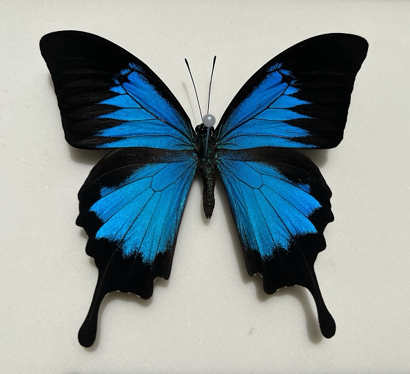 天堂凤蝶papilio ulysses原蝶标本未展翅真蝴蝶