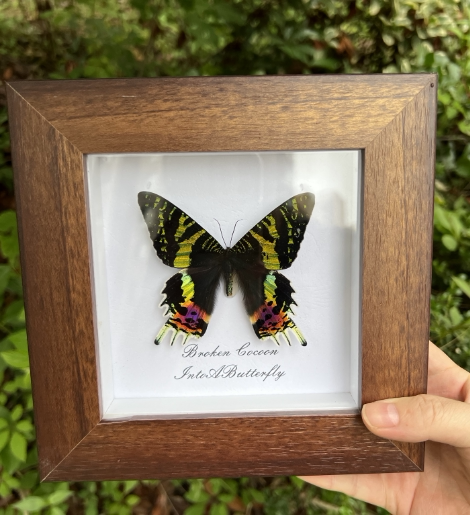 真蝴蝶标本家居装饰画课桌摆件生日情人节教师节创意礼物