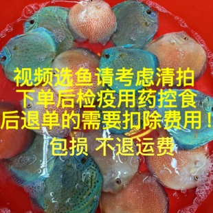 视频选鱼专拍链接