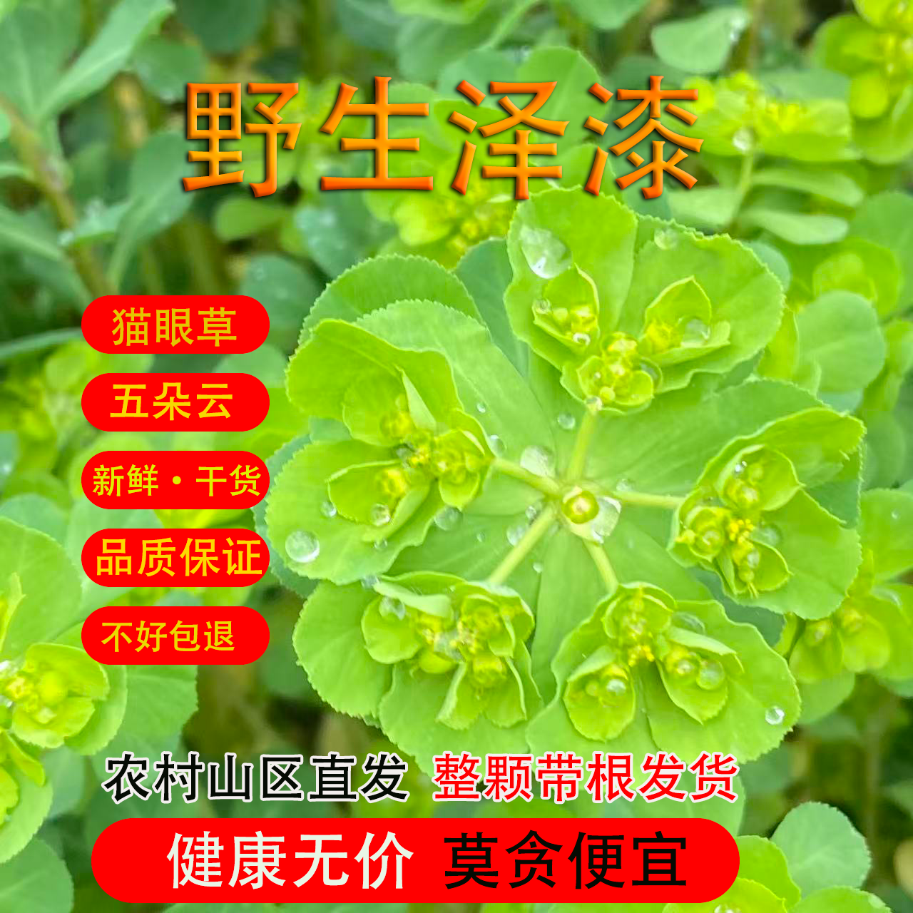 野生泽漆 猫眼草中药材 五朵云草马虎眼新鲜晒干非细叶猫眼草