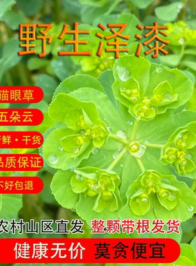 野生泽漆 猫眼草中药材 五朵云草马虎眼新鲜晒干非细叶猫眼草