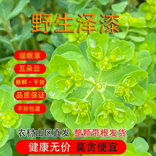 野生泽漆 猫眼草中药材 五朵云草马虎眼新鲜晒干非细叶猫眼草