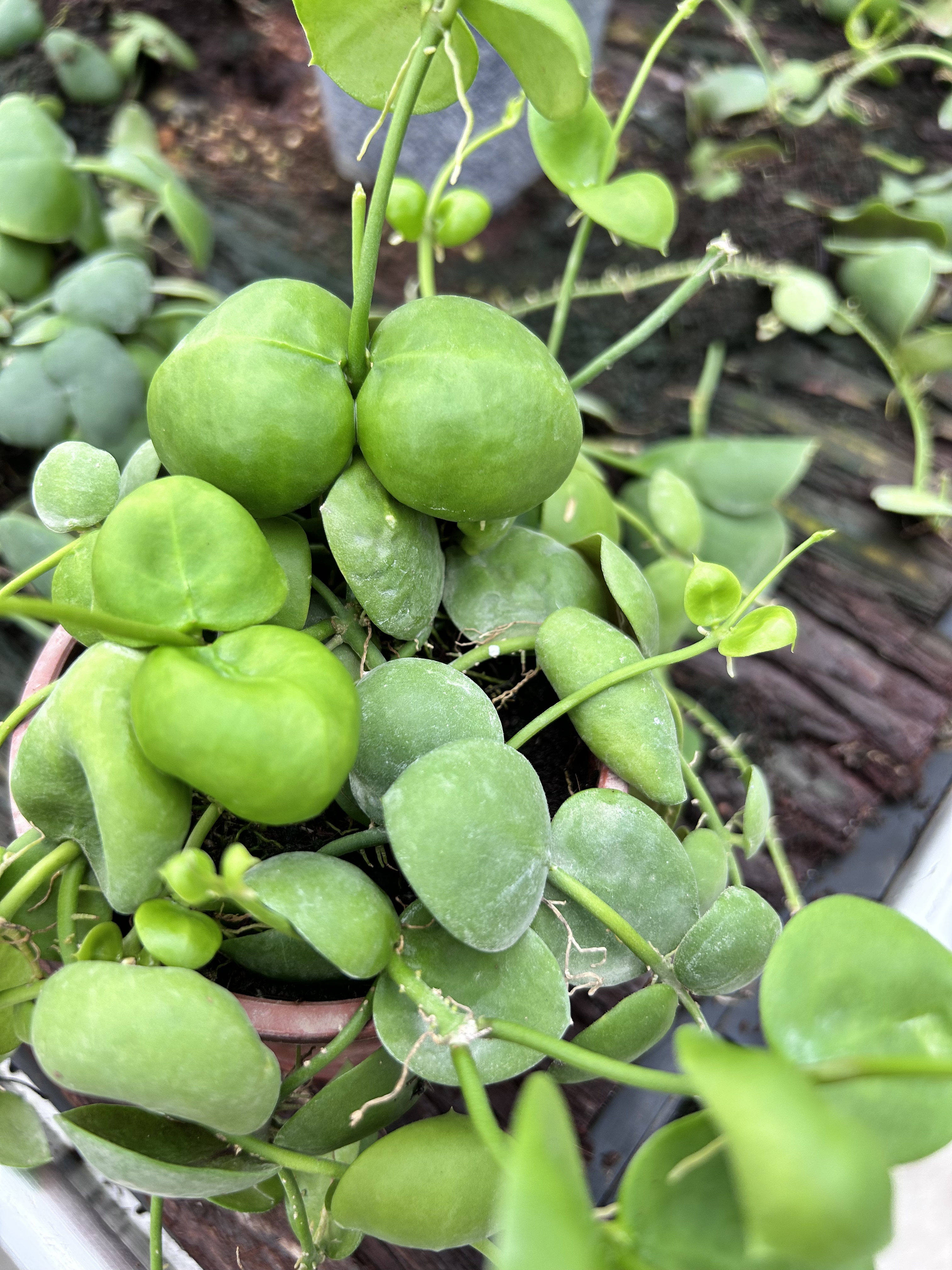 [青蛙藤】玉荷包（结圆包）是萝藦科眼树藤属多年生附生藤本植物