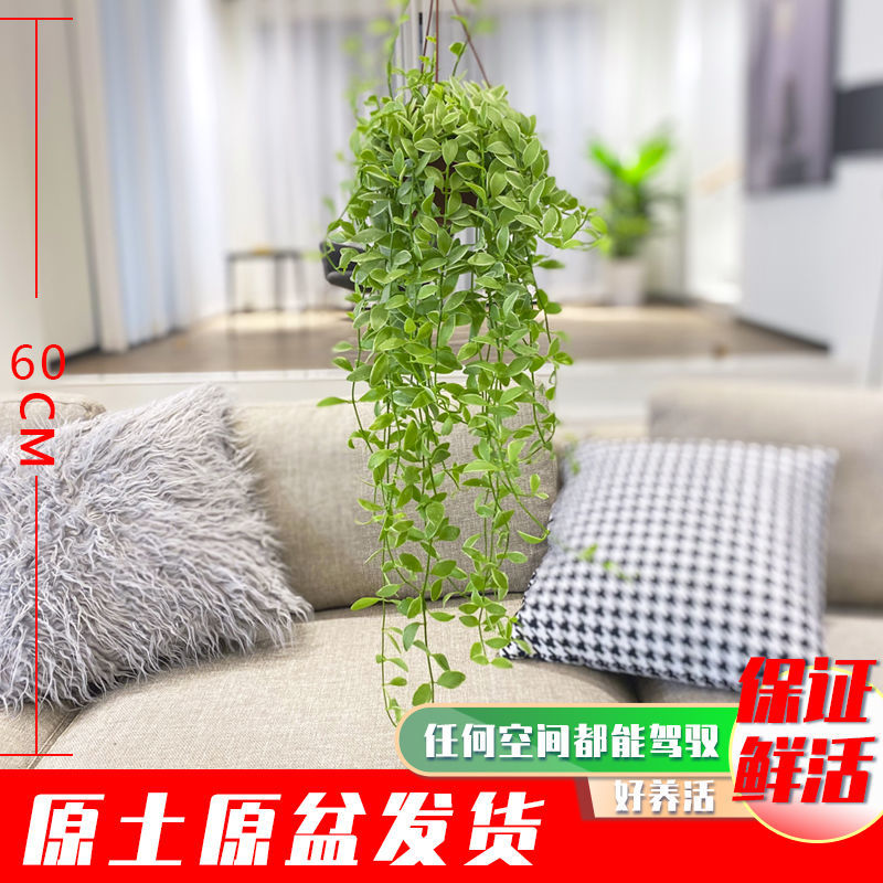 花叶金边翡翠小吊兰垂吊绿植适合种植阳台挂室内桌面易好养网红