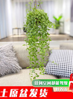 花叶金边翡翠小吊兰垂吊绿植适合种植阳台挂室内桌面易好养网红