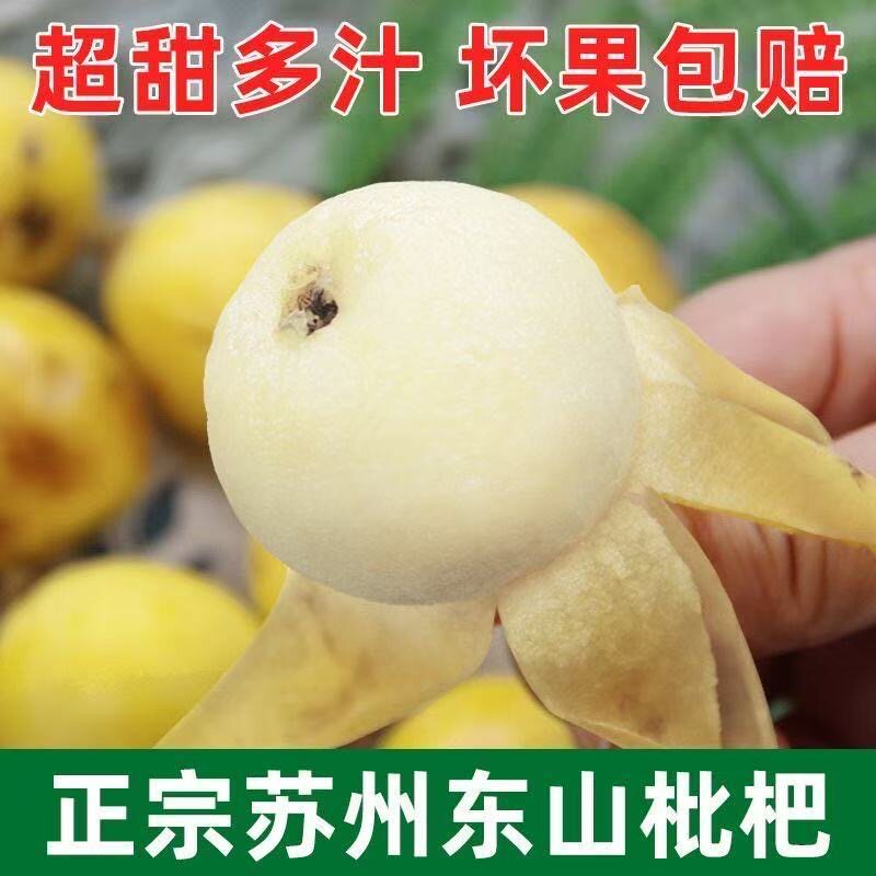 正宗苏州东山白玉枇杷新鲜采摘孕妇水果白枇杷果顺丰礼盒图片