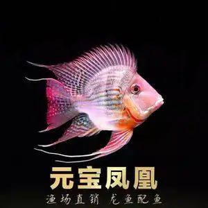 水宠正品凤凰关刀观赏鱼马来西亚高端龙虎魟配鱼