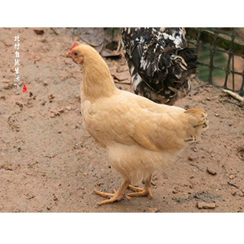 河田羽 Бренда голова курица чистые породы куриная земля Ходьба куриная курица куриная курица свежие и нежные экологические горы