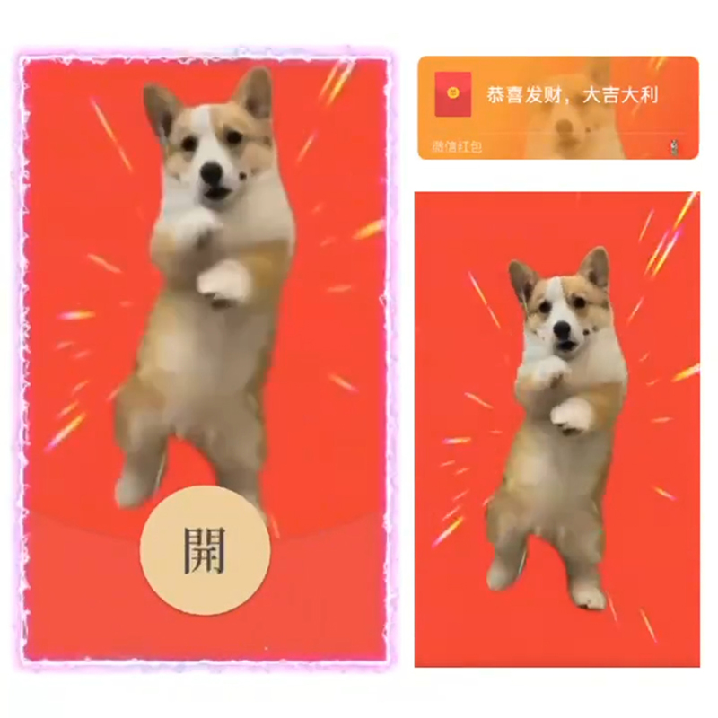 2025新款柯基跳舞微信红包封面序列号狗子金毛动态激活码vx皮肤