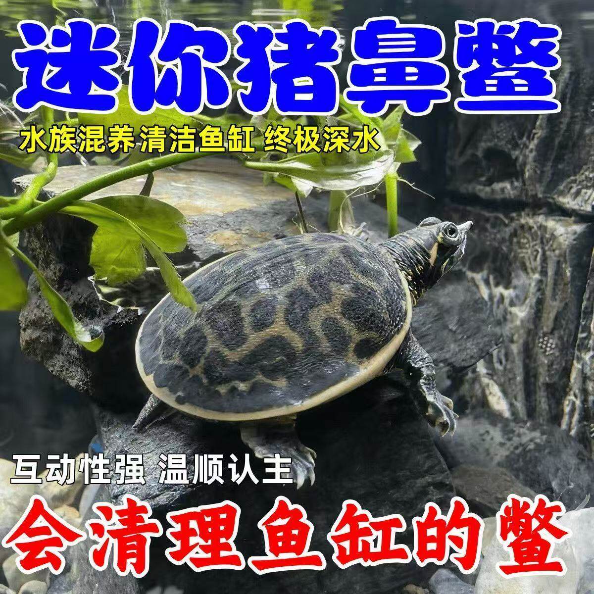 珍珠鳖小甲鱼苗活物鱼缸混养家养观赏甲鱼苗深水龟鳖乌龟活体水鱼