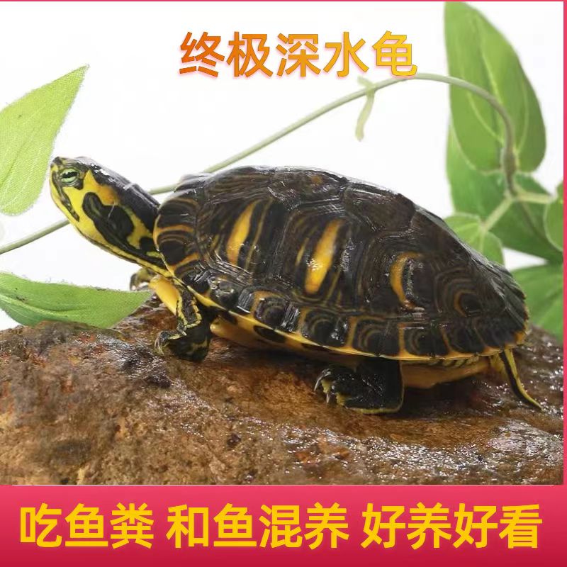 深水龟黄耳龟吃粪龟侧劲龟冷水龟观赏懒人宠物小乌龟鱼缸混养