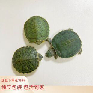 乌龟活物巴西龟小乌龟活体观赏宠物龟大乌龟水龟红耳龟活物情侣龟