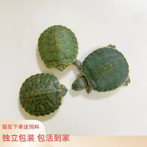 乌龟活物巴西龟小乌龟活体观赏宠物龟大乌龟水龟红耳龟活物情侣龟
