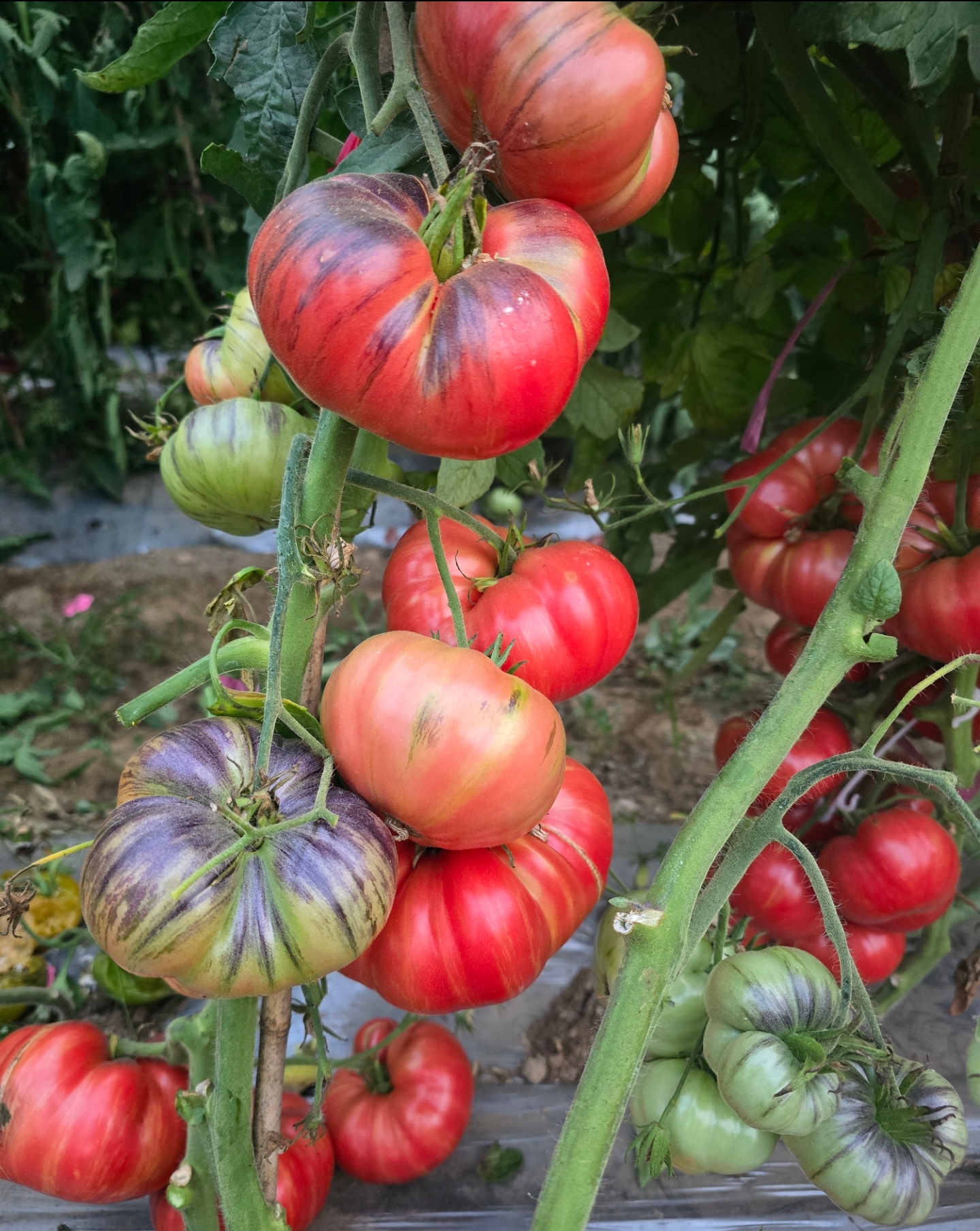 1038深红长裙2025新品五粒种子全店满38包邮偏远地区除外