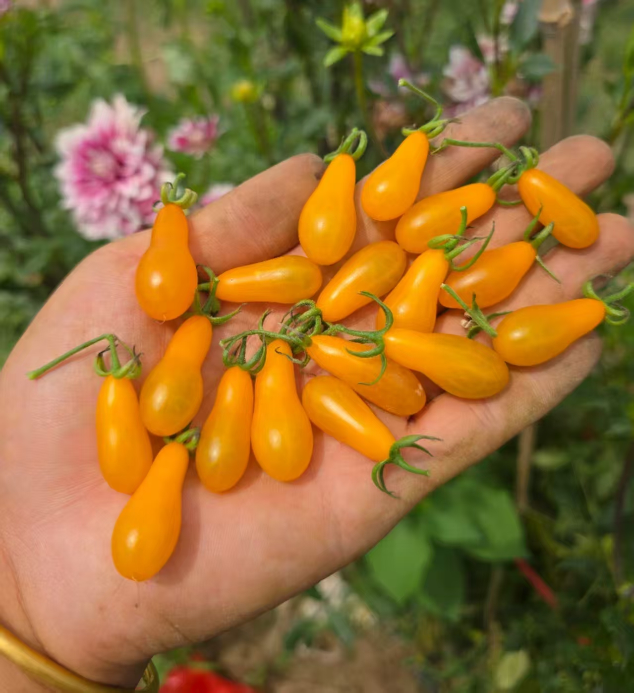 1021野生小黄梨2025新品五粒种子全店满38包邮偏远地区除外