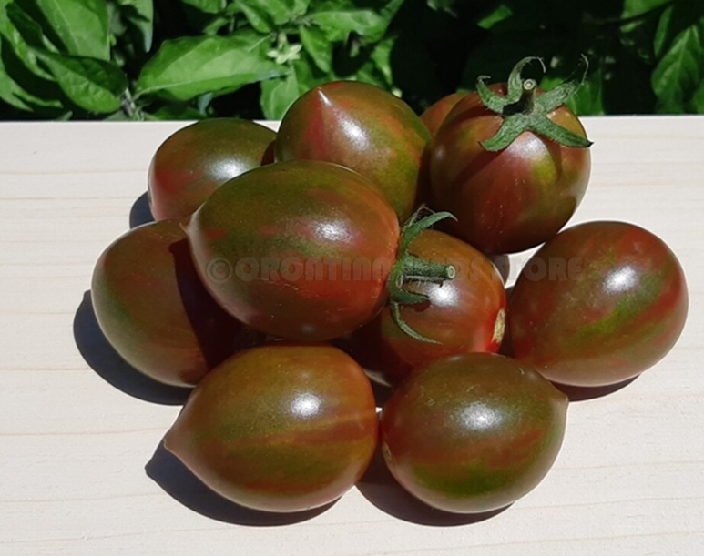 143侏儒紫衣仙女 Purple fairy Dwarf （5粒种子）