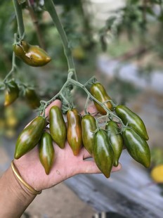 1020甜蜜海王3粒种子全店满38 偏远地区除外 包邮