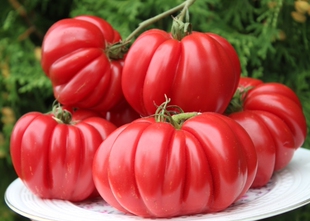 包邮 5粒种子 621海星