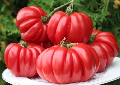 621海星（5粒种子，38包邮）