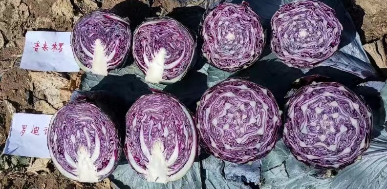 G2甘蓝罗迪玛(30粒)无售后