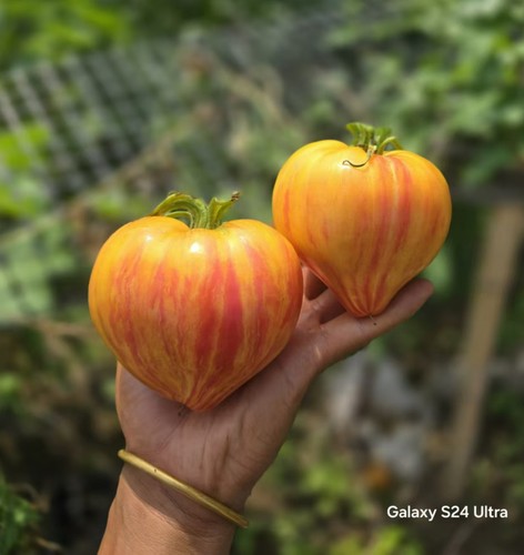 833VT16黄色5粒全店满38包邮偏远地区除外