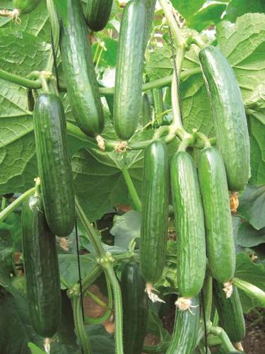 HG03冬之光（耐寒型黄瓜8粒）无售后