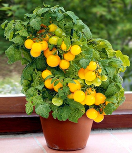 5粒种子 107微型宝贝黄 Yellow Baby Midget