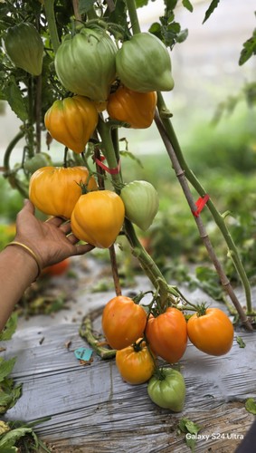 711柳巴的心  五粒全店38包邮偏远除外（店主强推）