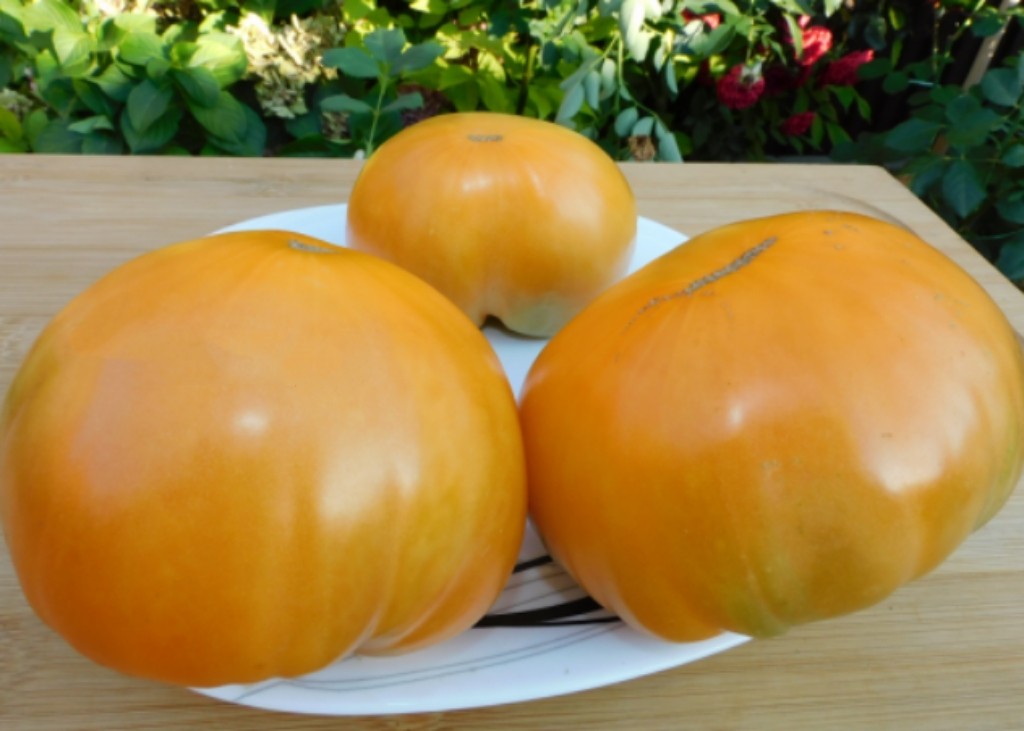 319 肉类早餐传家宝Мясной завтрак5粒种子38包邮