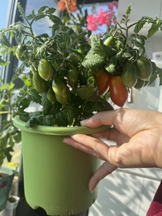 刷子 3分别来自群友甜甜 橘猫他姐 图12 829微型劳拉5粒种子