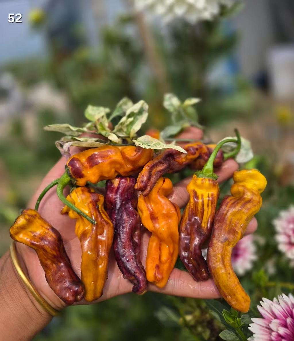 T70月亮蝴蝶结锦甜椒5粒种子全店满38包邮偏远地区除外