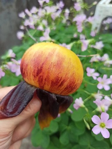 38棒棒糖（图1，2分别来自群友光之秘境，莹灵xyq）