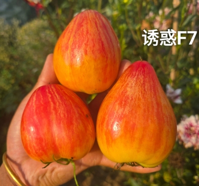 1017诱惑F7限时特惠五粒种子全店满38包邮偏远地区除外