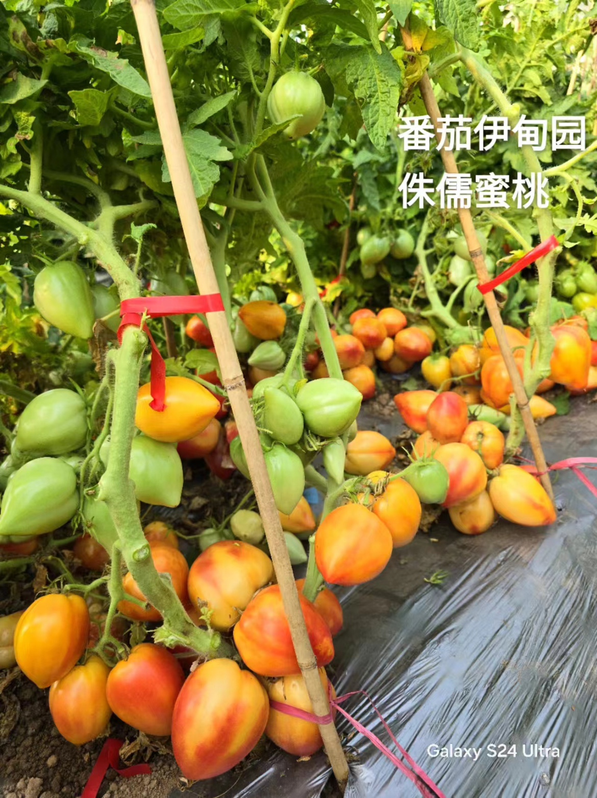 208侏儒蜜桃Dwarf Sunkissed Peach（5粒种子）