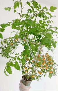 4群友银河提供 272微莓 图2 图1由群友泡泡Oo