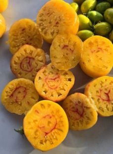 743菠萝王5粒种子全店满38 偏远地区除外 包邮