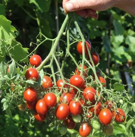 935黑千花五粒种子全店满38包邮偏远地区除外