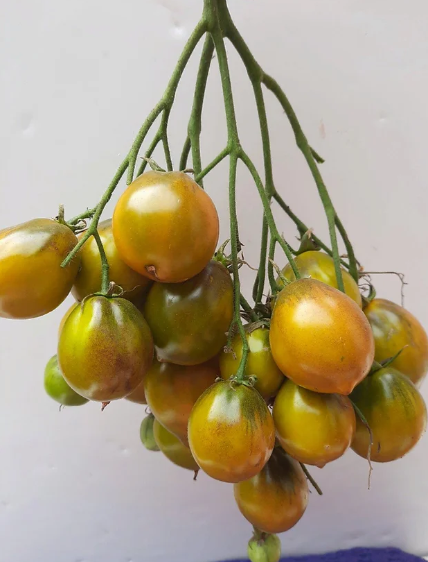 216美丽的斯莫尔卡（多花型）5粒种子38包邮