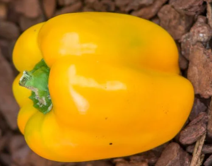 T72卡波尔舞曲甜椒全店满38包邮偏远地区除外