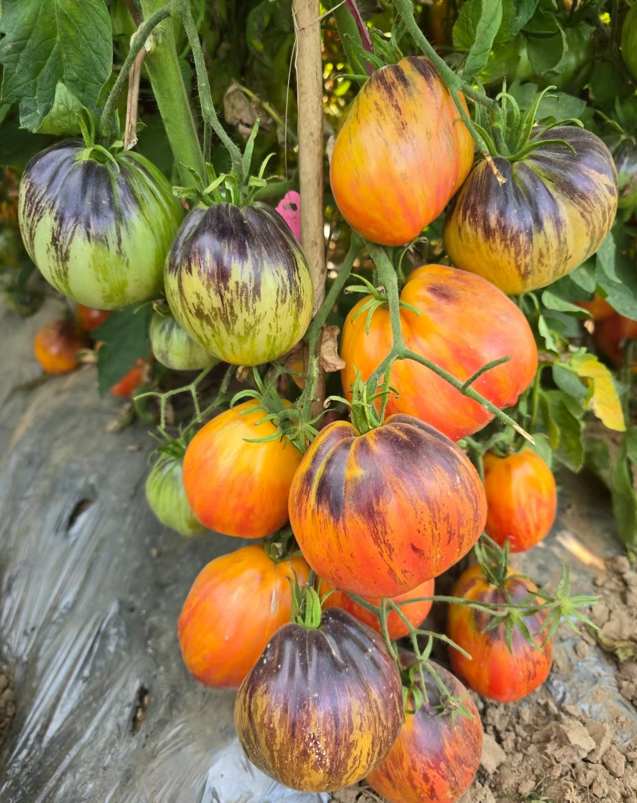 1027火红头纱2025新品五粒种子全店满38包邮偏远地区除外