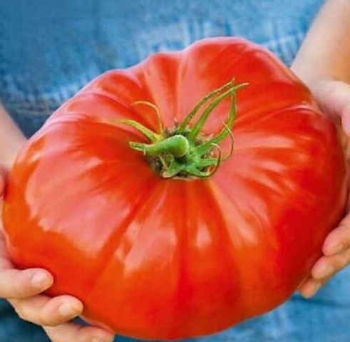 454大扎克BIG ZAC（5粒种子）