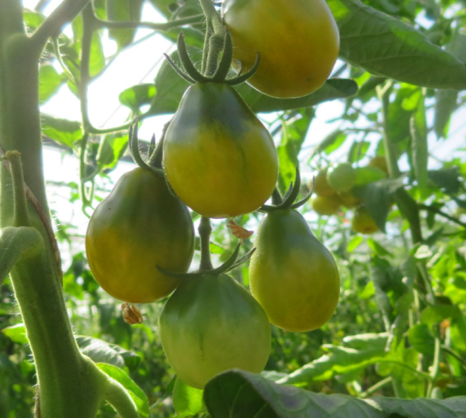 209切诺基绿梨CHEROKEE GREEN PEAR5粒种子38包邮