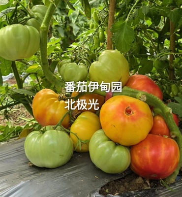 76 北极光 northern lights  tomato（5粒种子）
