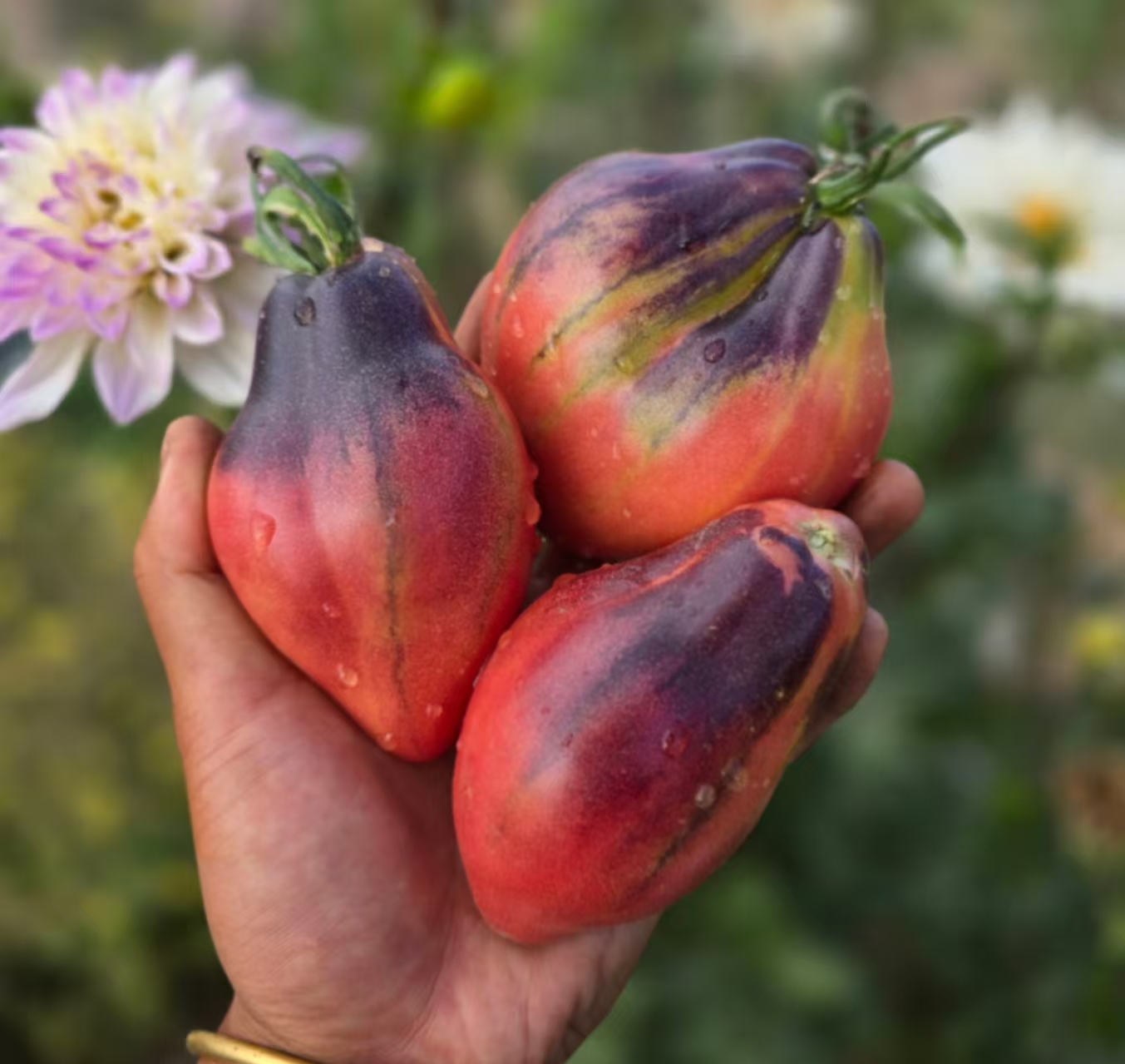 1011星焰店主推荐五粒种子全店满38包邮偏远地区除外